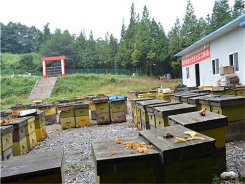 蜜蜂生态养殖基地